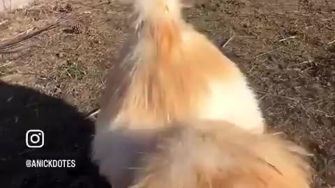 Meet Binoo
