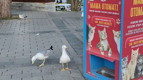 Seagulls Meowing