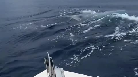 🌊 Killer Whales: Nature's Music! #Shorts