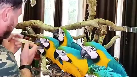 This kind man saved abandoned parrots 🦜 💚