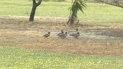 Ducklings at Jaya