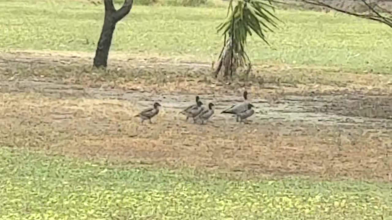 Ducklings at Jaya