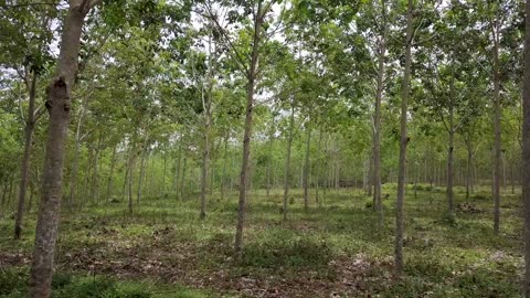 4k drone jati forest