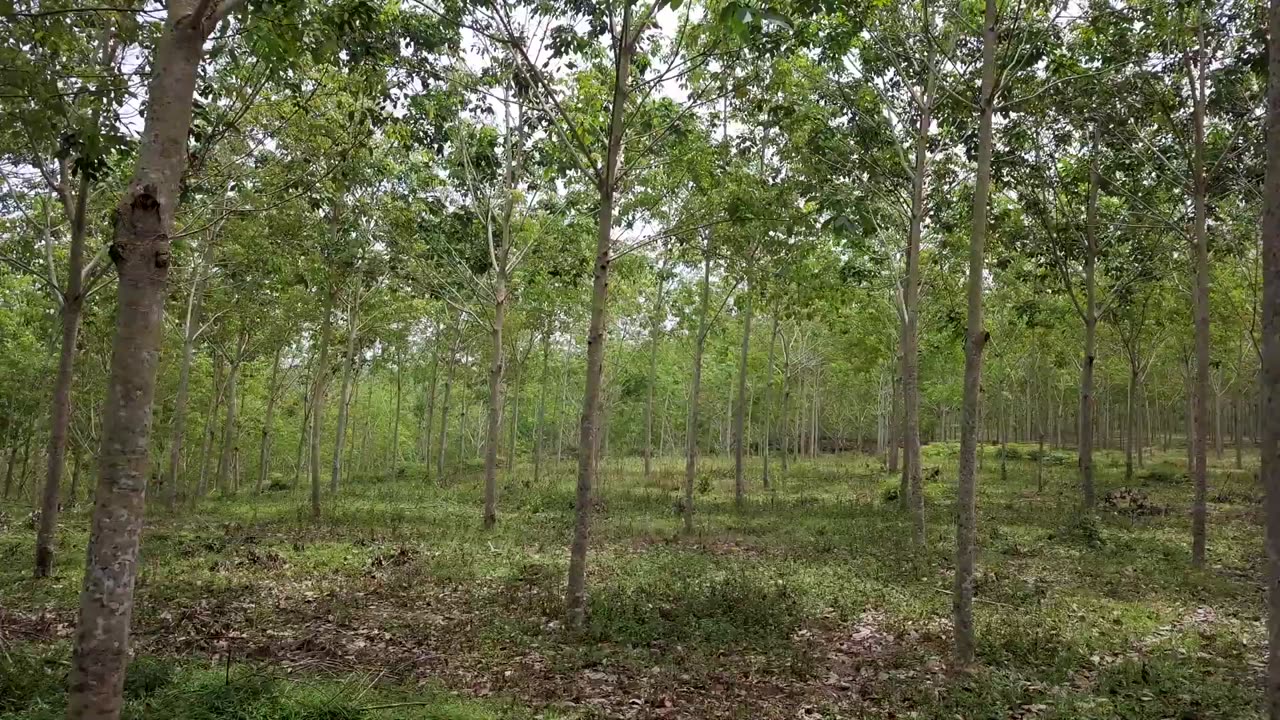 4k drone jati forest