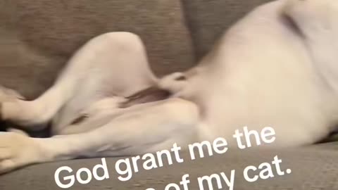 Littels Dog's Comedy Videos 🤣 so cute videos 😍 funny videos 🤣 Live Camera HD ❤️