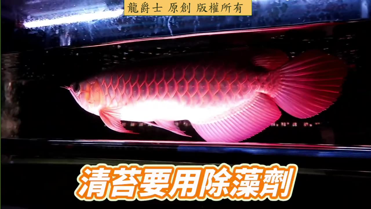 【龍爵士】千問千答 Q247 光合菌可以維持水質清澈嗎主要不是不要讓水長青苔