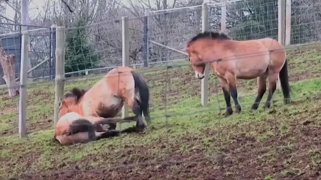 Horses Battle