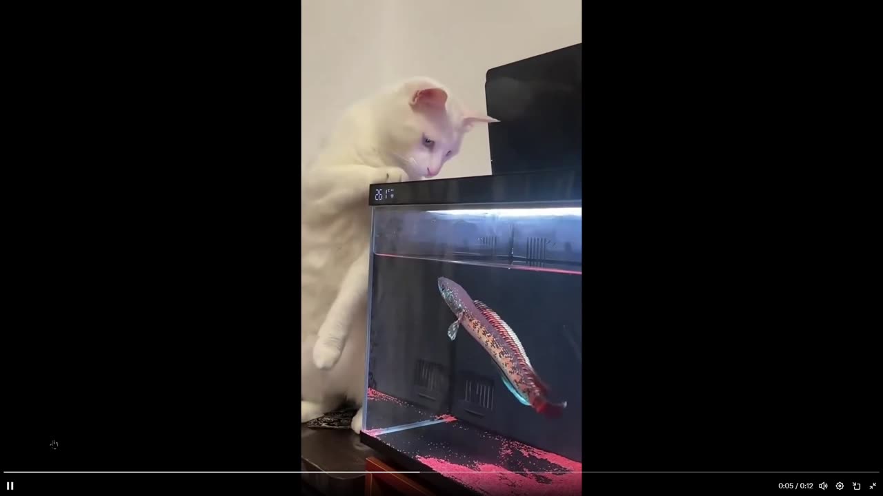 You ever see a fish punch a cat? Fast clip - now you have lol