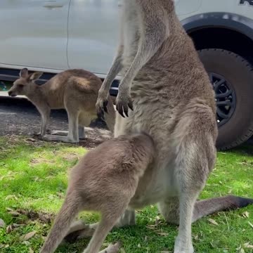 Baby joey struggles to fit inside its mum’s pouch - news.com.au (720p, h264)