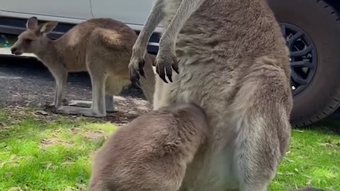 Baby joey struggles to fit inside its mum’s pouch - news.com.au (720p, h264)