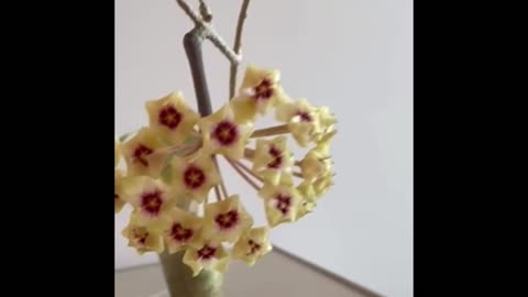 #Hoya bulusan blooming with yellow #flowers 🌼 #hoyaplant #houseplants #greenhouse #indoorgardening