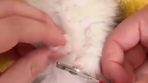 Kitten's tiny meltdown during nail trim!