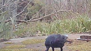 EA S194 - Counting Crow