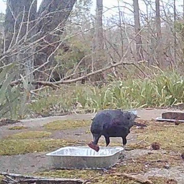 EA S194 - Counting Crow