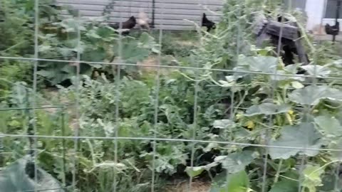 Garden Check In!