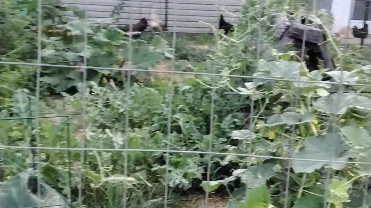 Garden Check In!