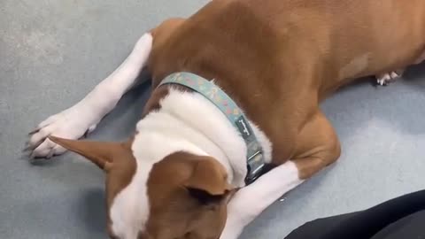 🤯✨ Wally, The Narcoleptic Dog! | FeedMyCuriosity