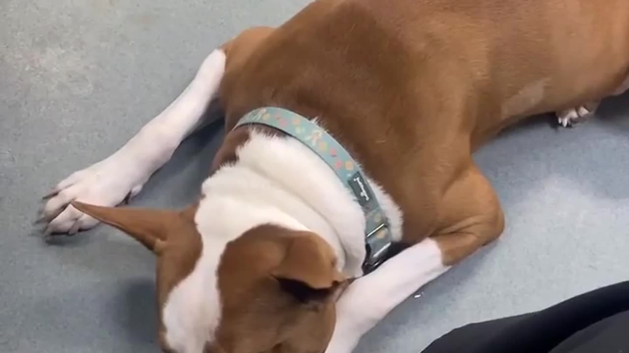 🤯✨ Wally, The Narcoleptic Dog! | FeedMyCuriosity