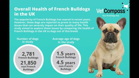 Top 5 Traits French Bulldogs Are Loved For