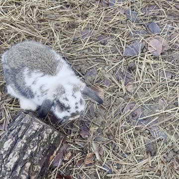 POV: Life at Bunny Level 👇