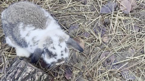 POV: Life at Bunny Level 👇