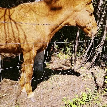 Just a Horse Being Majestic