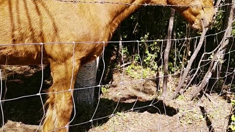 Just a Horse Being Majestic