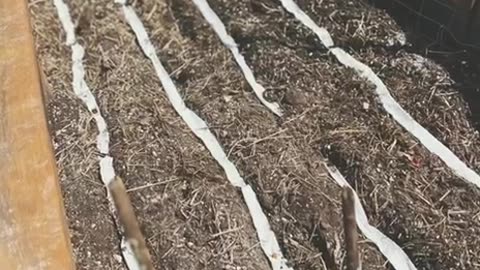 Home made seed tape