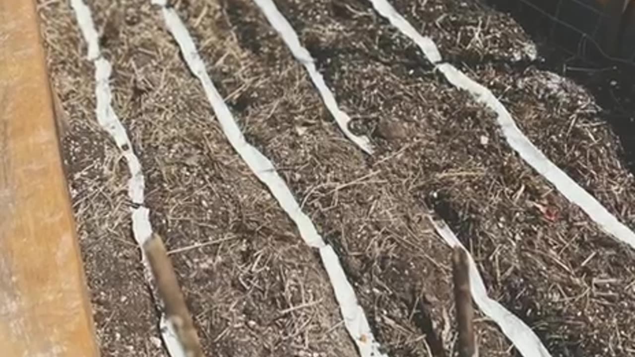 Home made seed tape