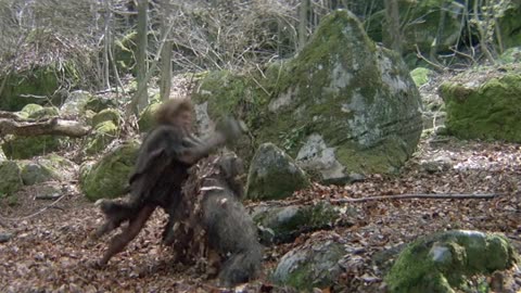 quest for fire movie