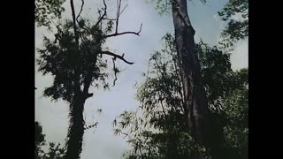 Classic War Movies