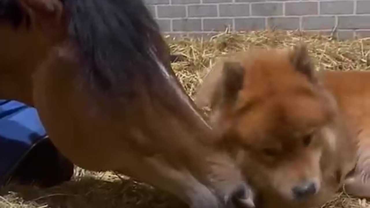 Unlikely friendship, but so pure ✨