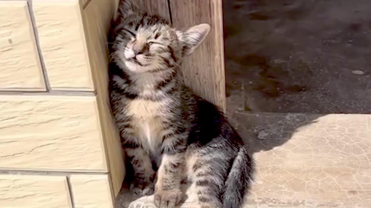 Sleepy Cat Falls Off the Wall – Funny Cat Fail🐈😺