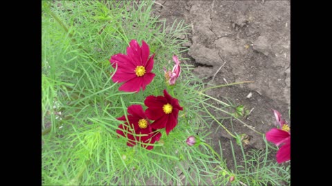 Gratitude Time Cosmos July 2023