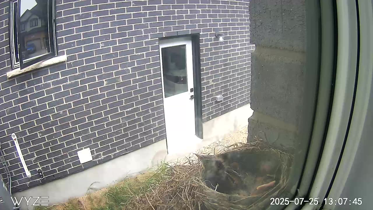 Week old hatchlings lunchtime