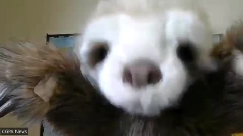 Zelenskyy's Guarantee...