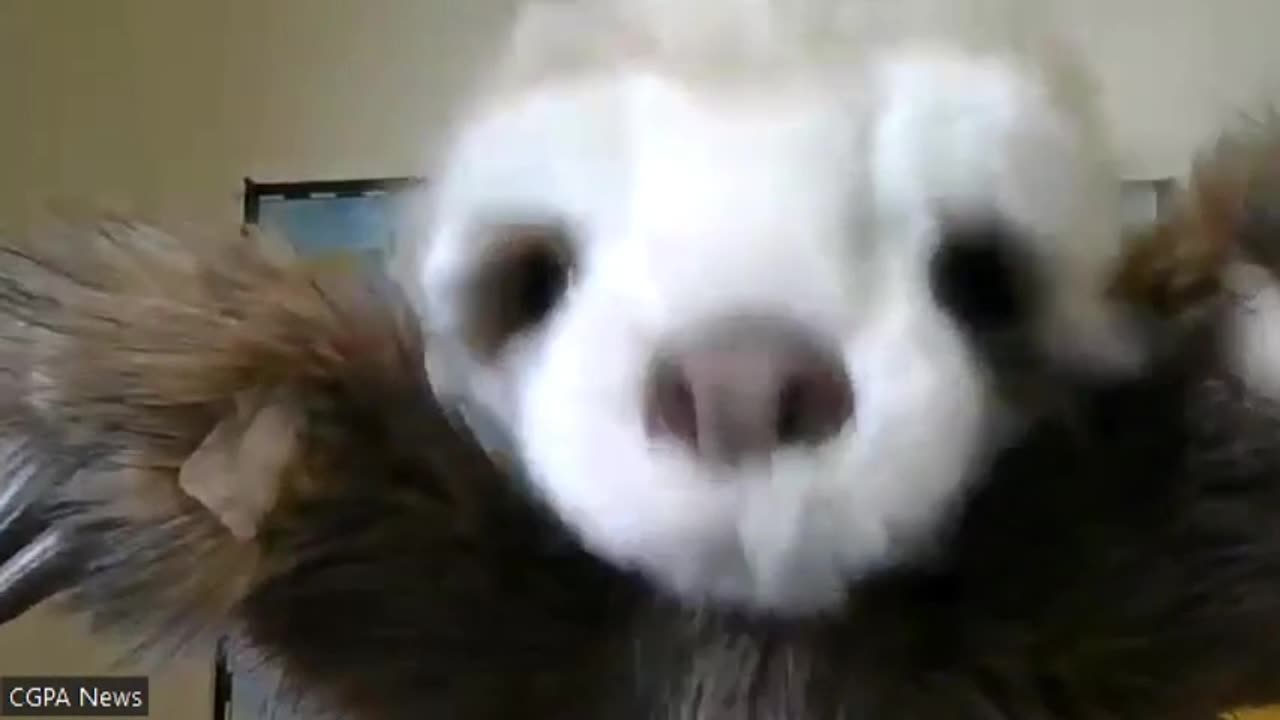 Zelenskyy's Guarantee...