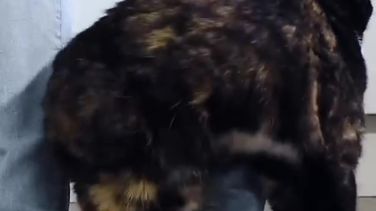baby cat
