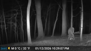 The Woods – 01/13/2026