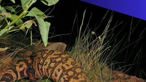 The Lizard Quiz