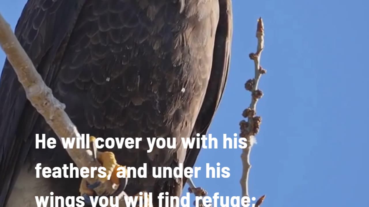 Psalm 91:4