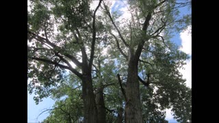 Hugs Hope And healing White Poplar Tree Aug 2025