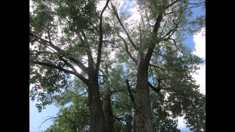 Hugs Hope And healing White Poplar Tree Aug 2025