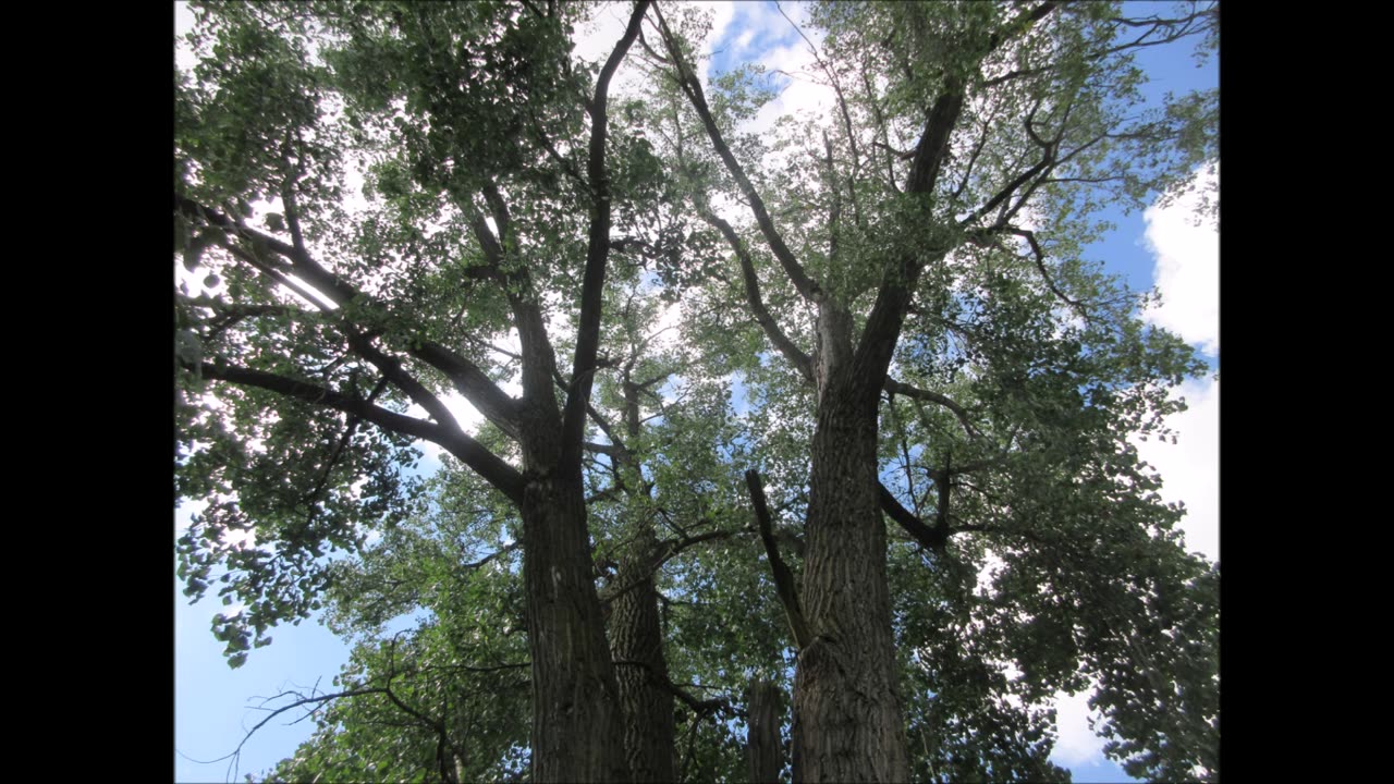 Hugs Hope And healing White Poplar Tree Aug 2025