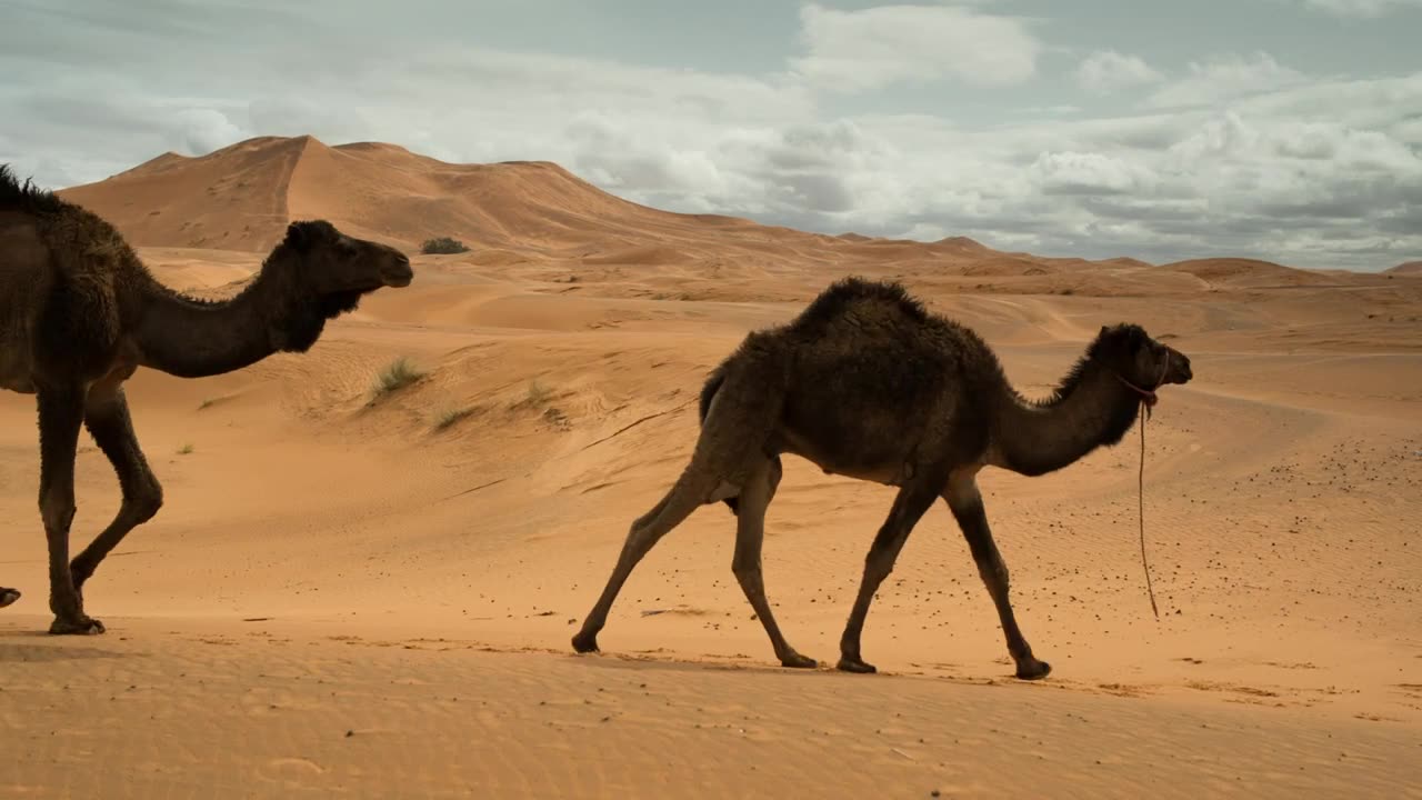Camels walking in the desert