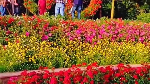 Beautiful flowers