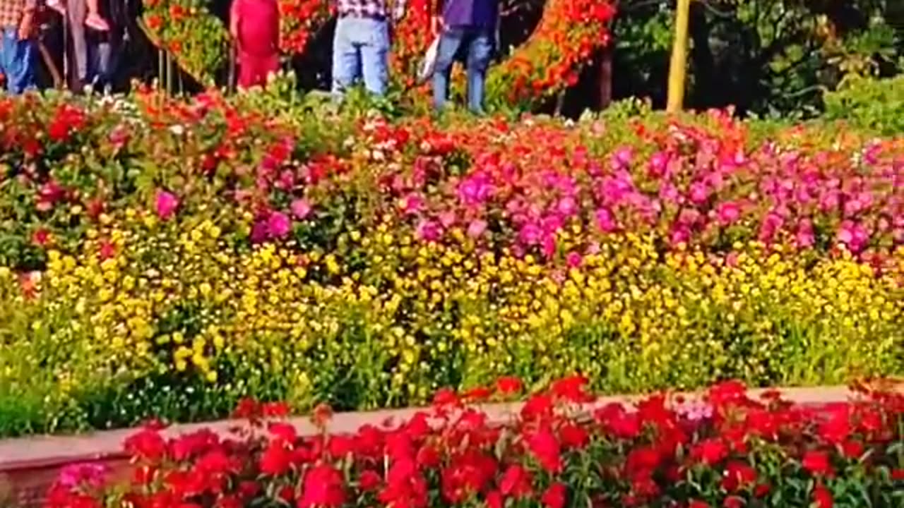Beautiful flowers