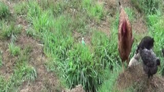 hen