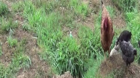 hen