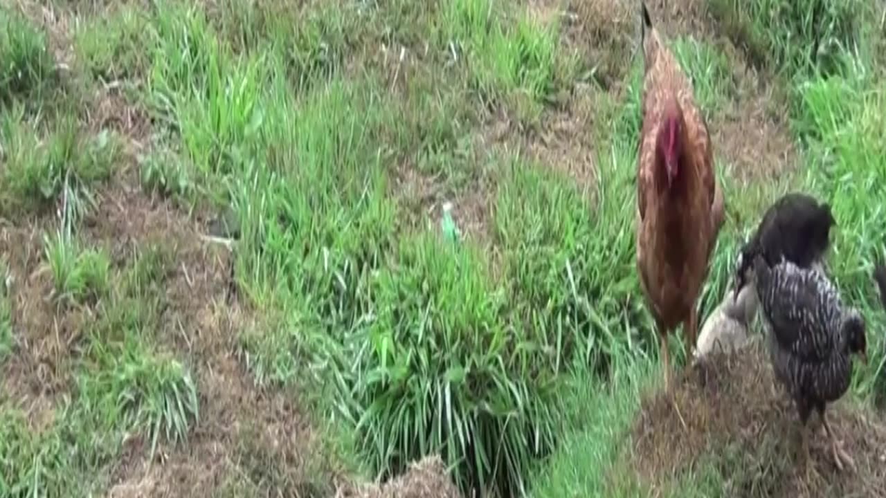 hen